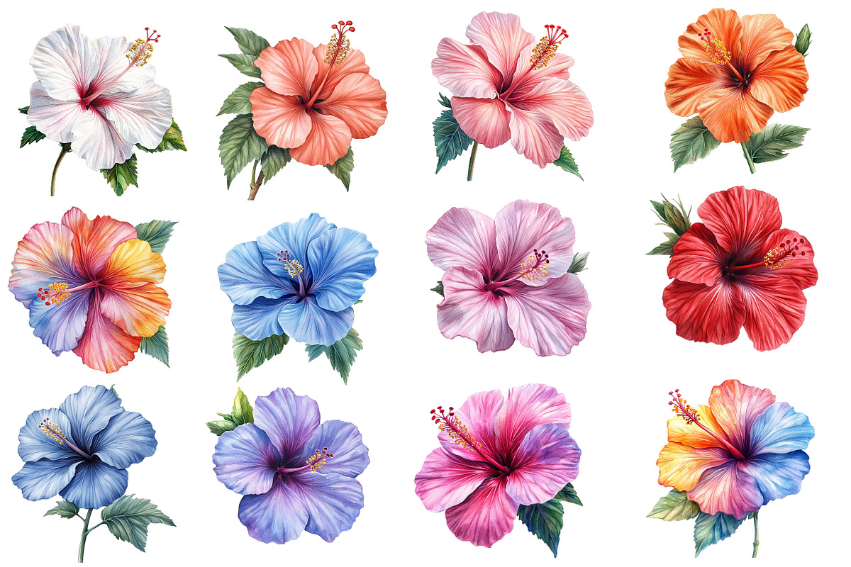 Hibiscus Flower Watercolor Cliparts, an Illustration by Designworld (Photo 2 of 8)