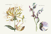 Vintage Flowers Vol.03 - Extra Large, an Illustration by Greta Ivy (Thumbnail 2 of 15)