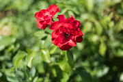 60 Flowers V2, a Background Graphic by Zoomin Istanbul (Thumbnail 12 of 13)