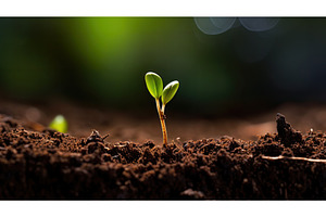 plant seed sprouting ai generated, a Nature Photo by pikepicture
