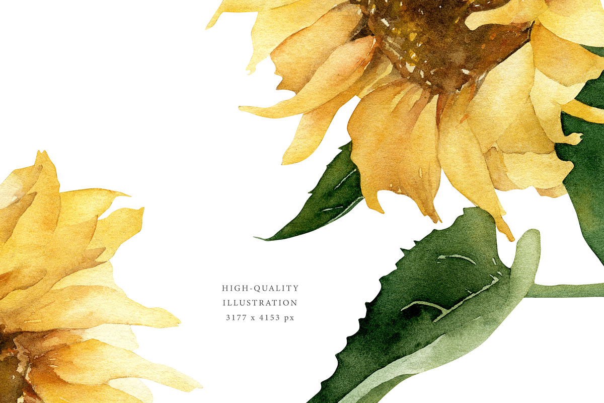 Sunflower Watercolor summer flowers, a Decorative Illustration by Diana Askarova Art (Photo 3 of 8)