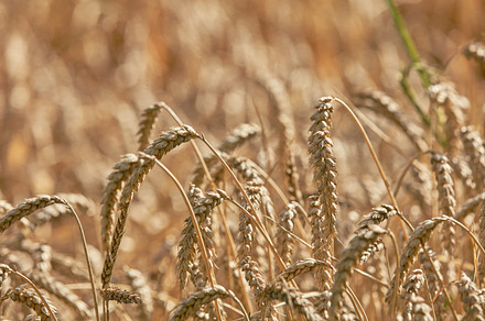 Harvest, a Photo by Peopleimages.com