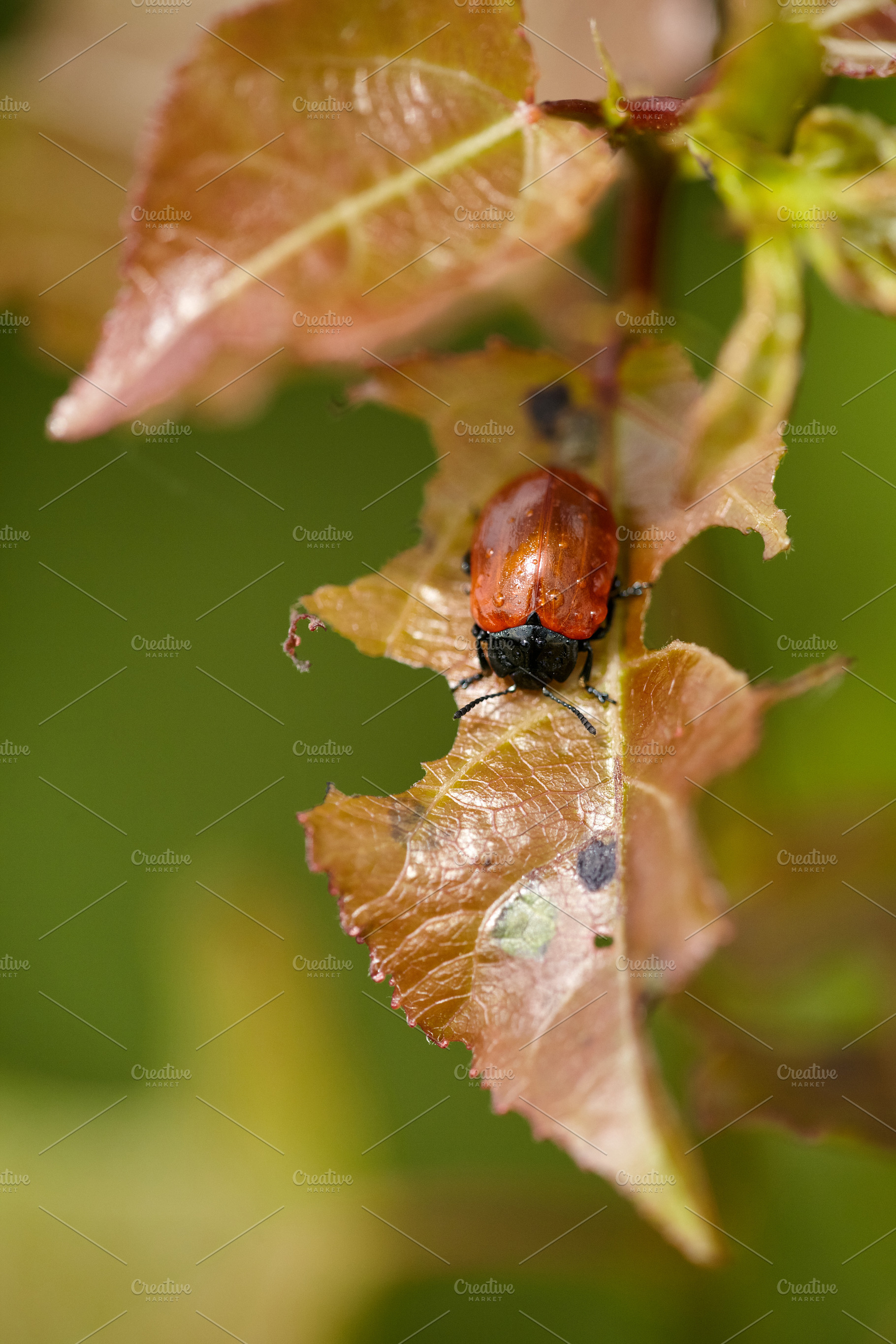 Leaf Beetle on Damaged Foliage: Nature's Intricate Balance., a Nature Photo by Rohan Photography