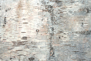 Birchbark texture featuring birch tree, birch bark, and bark