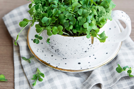 Micro greens. Sprouted Radish Seeds., a Food & Drink Photo by Olena Rudo