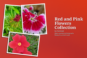 Scarlet Serenity — Fine Art Floral