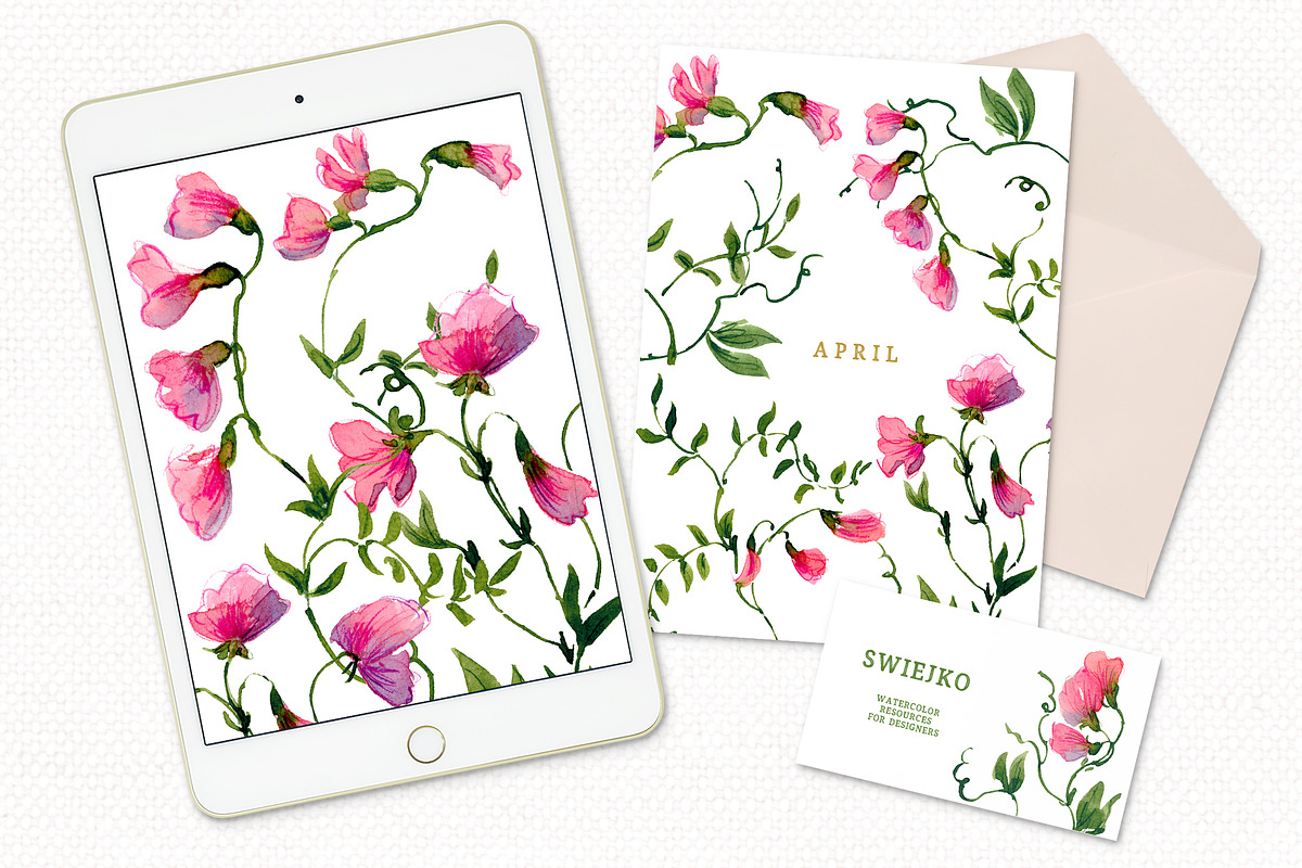 Sweet Pea clipart, birthmonth flower, a Decorative Illustration by swiejko (Photo 4 of 5)