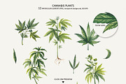 CANNABIS / MARIJUANA BUNDLE, a Decorative Illustration by Elena_Sedova (Thumbnail 3 of 30)