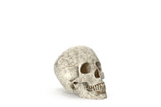 Human Skull Anatomy, a Characters & Person 3D Model by Tedi Permana (Thumbnail 5 of 7)
