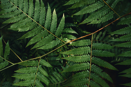 Dark green fern leaves in nature, a Nature Photo by Art Rachen