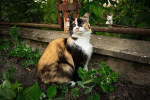 Calico cat sitting outdoors near a fence with greenery around, a Photo by AS photostudio