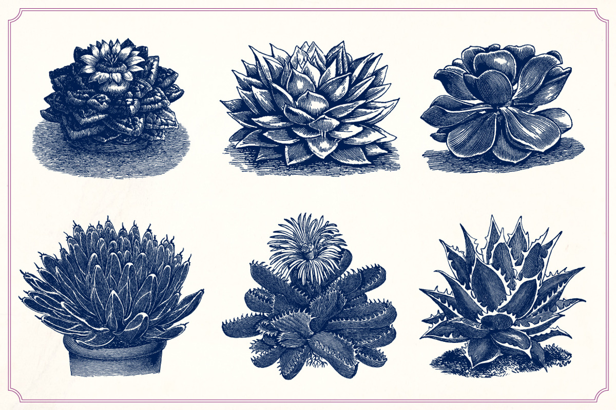 Vintage Cacti and Succulents, an Object Illustration by Mr Vintage (Photo 5 of 11)