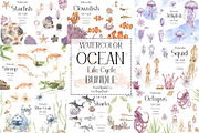 Ocean Life Cycle Bundle, an Education Illustration by MayaNavits (Thumbnail 1 of 26)
