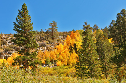 The multi-colour hillside in park, a Photo by kavram