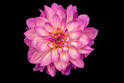 Colorful Dahlia Flower Photo Bundle, a Nature Photo by Silent Nature (Thumbnail 5 of 6)