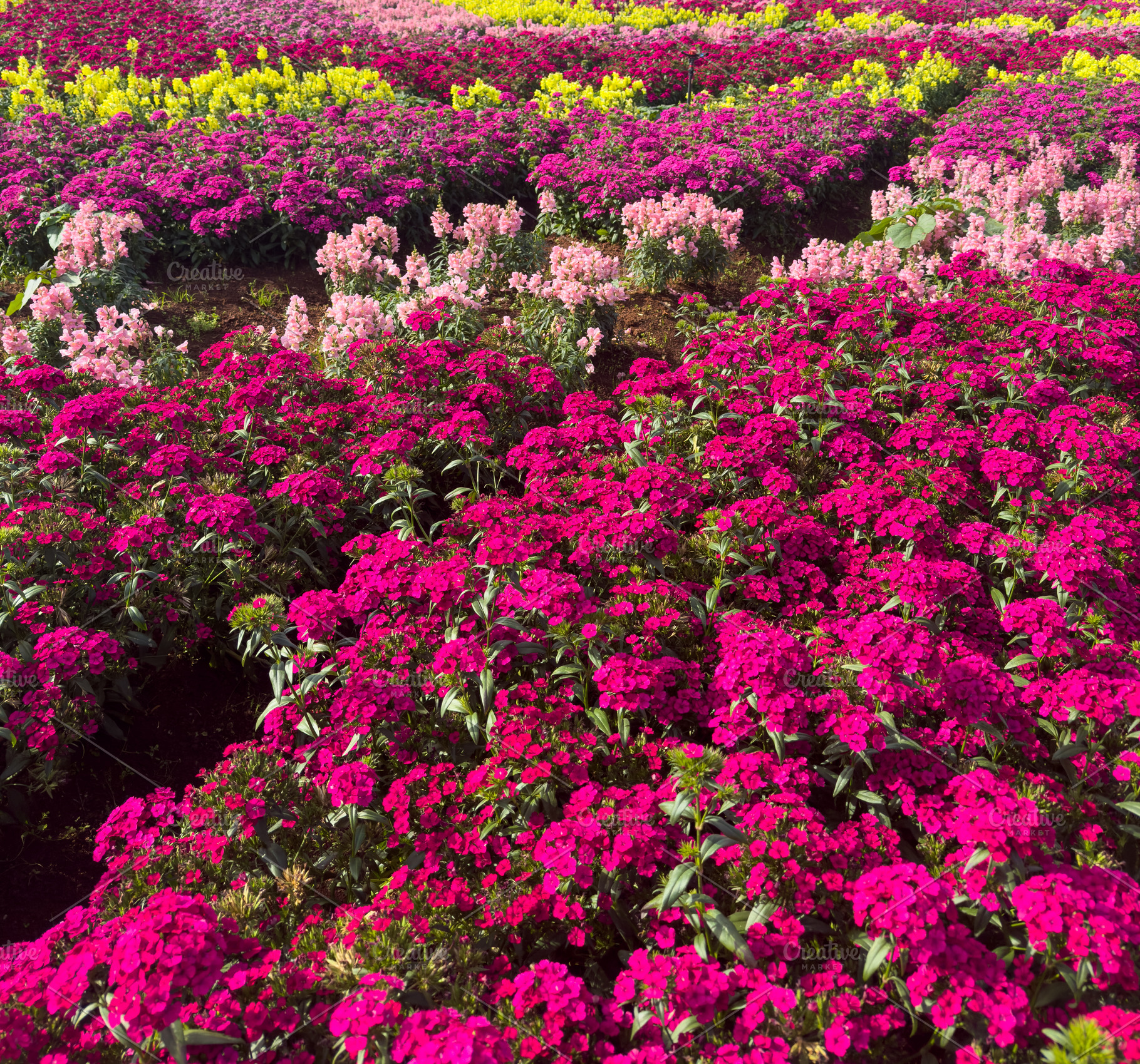 The Sweet William Dianthus Barbatus Flowers, a Nature Photo by THP Creative