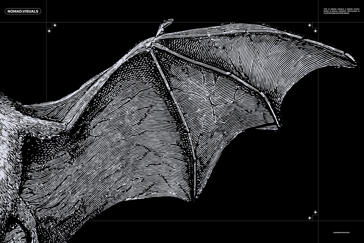 Halloween Special! Bats of the World, an Animal Illustration by Nomad Visuals (Photo 3 of 17)