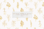 Vector Culinary Herbs & Spices, an Illustration by OM Creativ (Thumbnail 1 of 6)