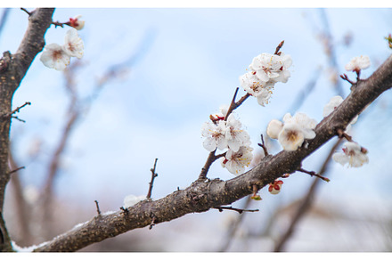 Trees bloom snow spring. Selective, a Nature Photo by yanadjana