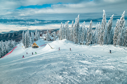 Skiers on the slope and snowy forest, a Sports & Recreation Photo by Alpine Dreams