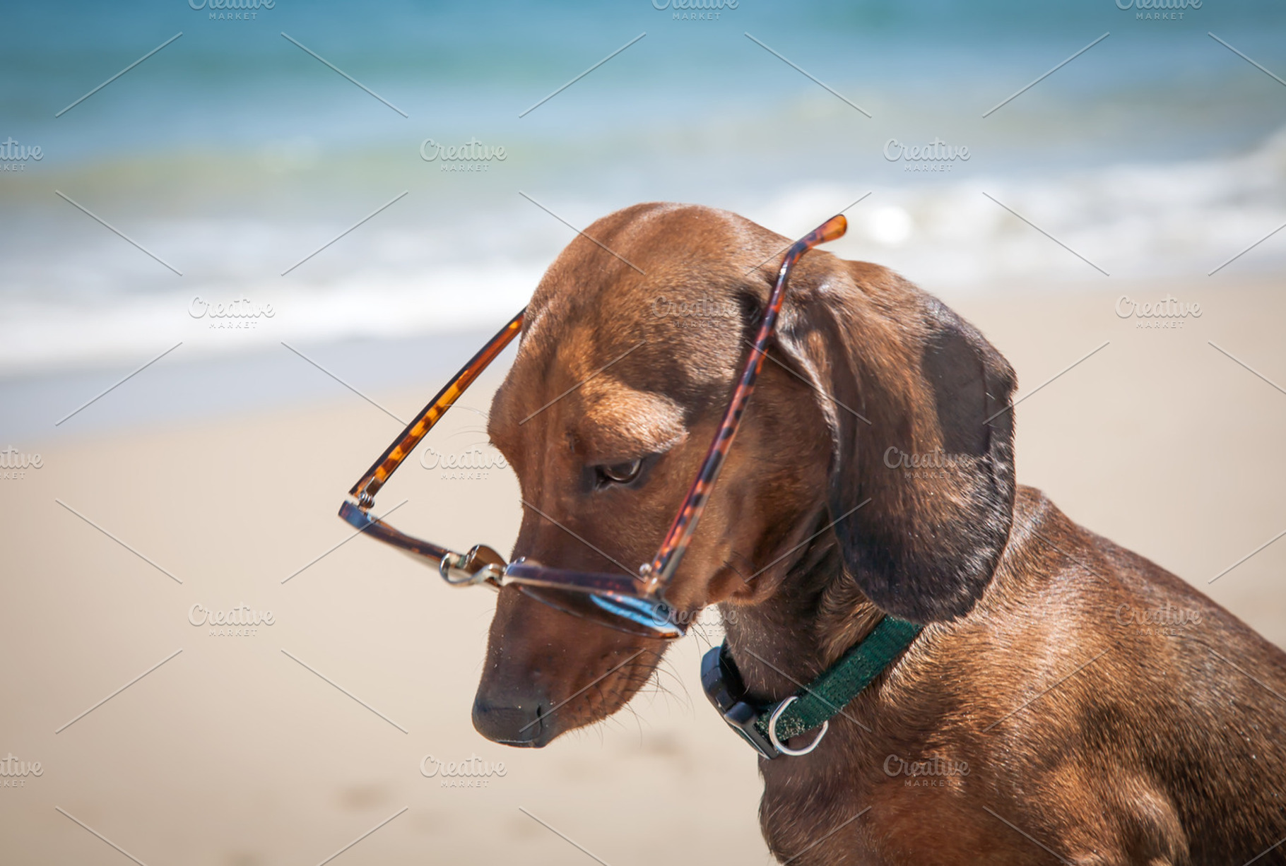 Dachshund dog with sunglasses featuring dog, dachshund, and dachshund dog, an Animal Photo by huertas19