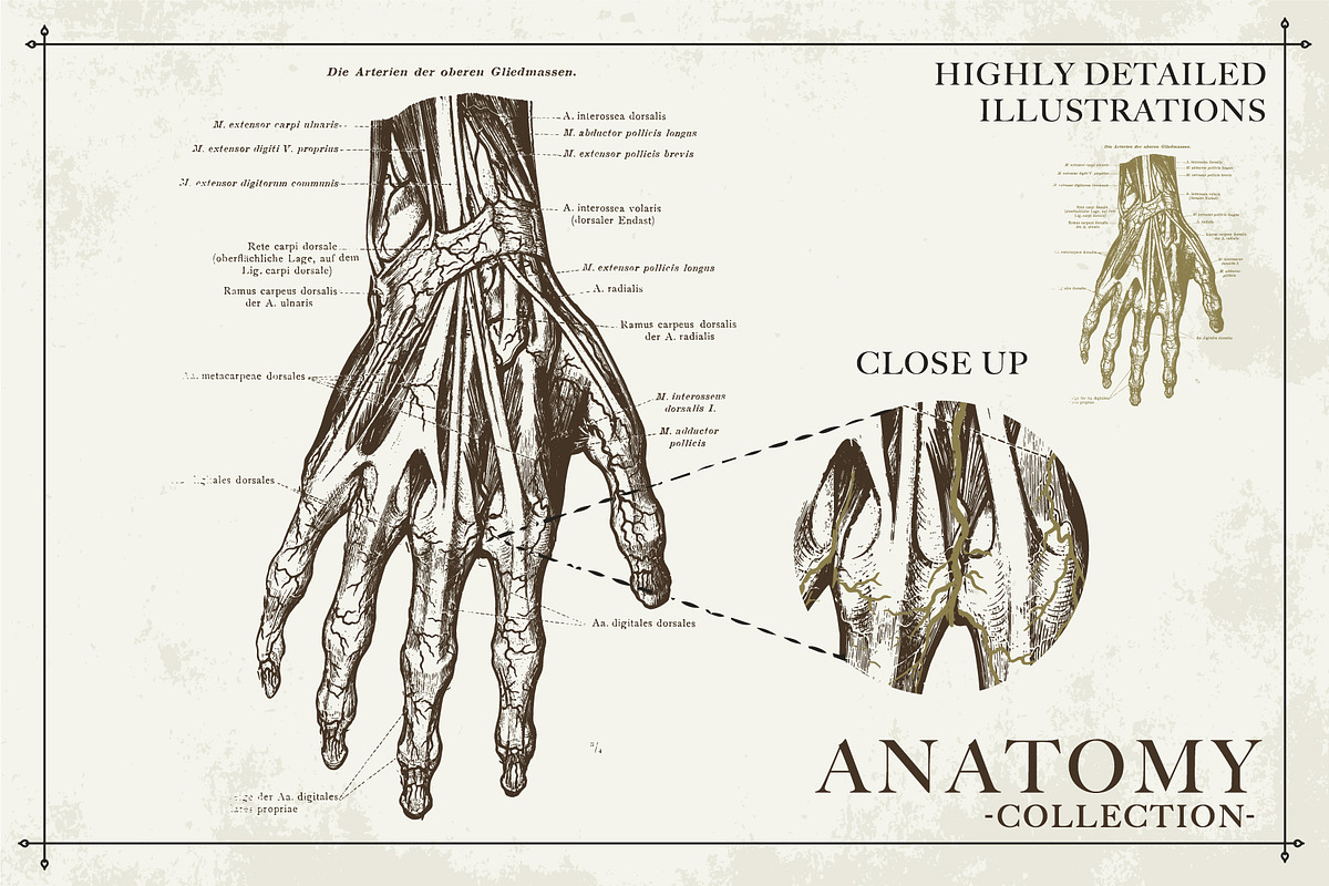 100+ Vintage Anatomy Vectors, a Healthcare Illustration by Shizzle Stock (Photo 4 of 20)