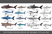 Vector illustrations of sharks, an Animal Illustration by Robusta (Thumbnail 1 of 2)