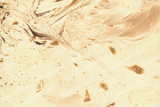 Watercolor bark paper, a Texture Graphic by le-genda (Thumbnail 13 of 15)
