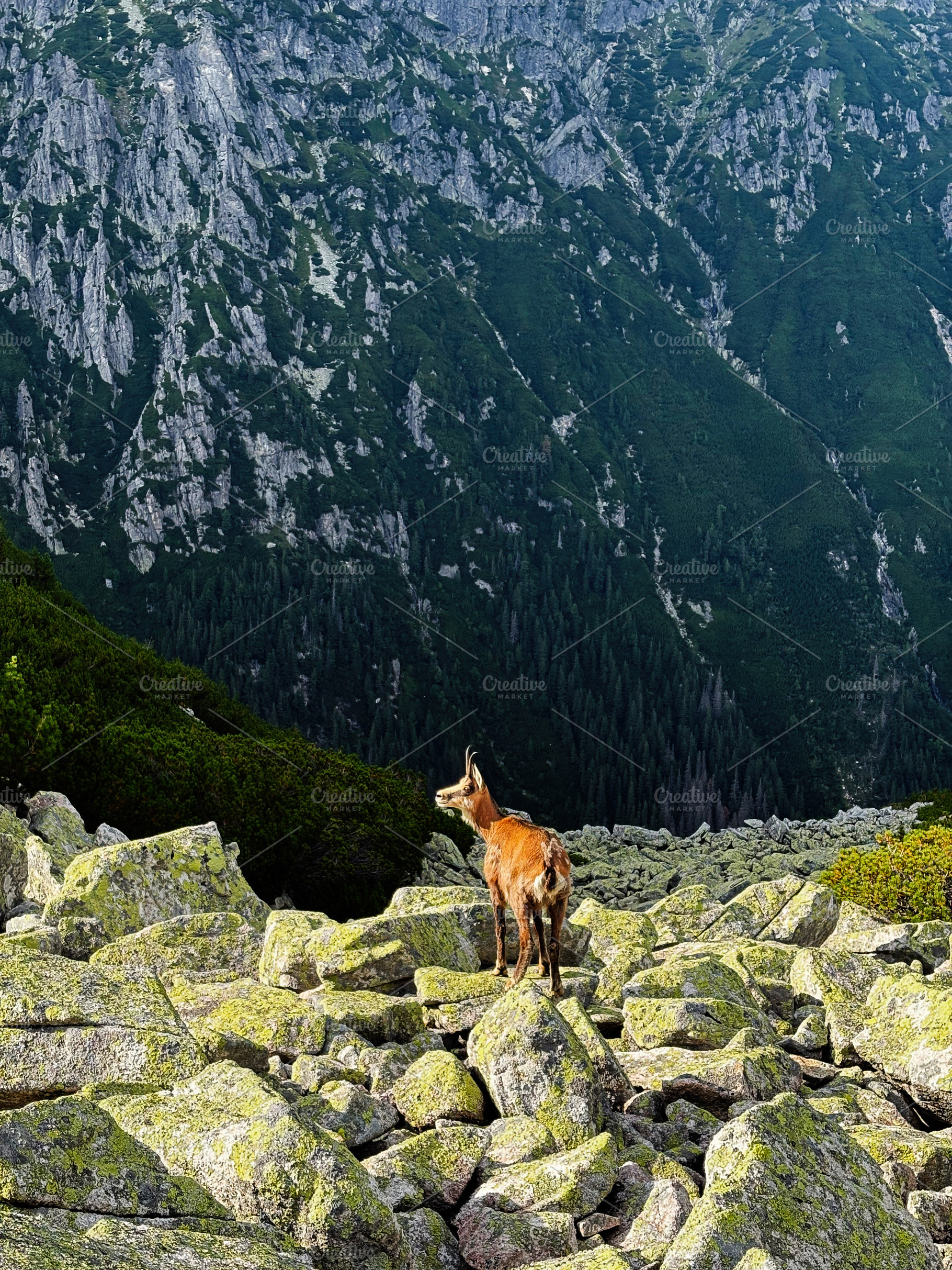 Alpine mountain goat standing on mossy rocks with dramatic Zakopane Poland moun, a Nature Photo by AS photostudio