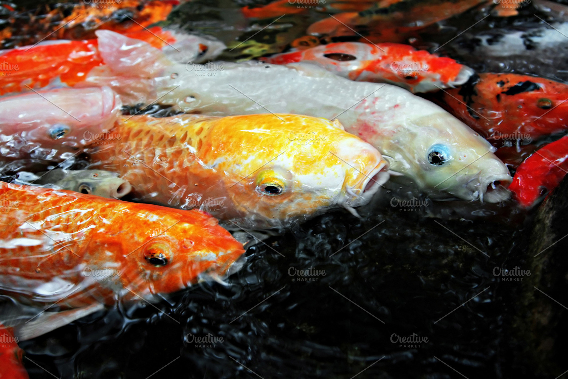 Tropical fishes, a Photo by saiko3p