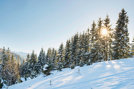 Winter forest in snow at hill, a Nature Photo by Vapi