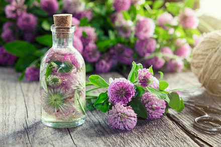 Clover tincture and clover flowers., a Health & Medical Photo by chamillewhite