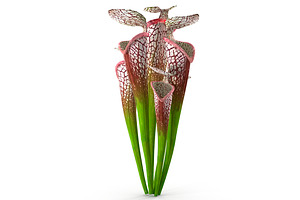 Sarracenia