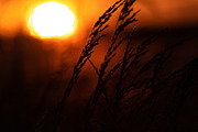 Cropfield sunset Bundle, a Nature Photo by Photo shack (Thumbnail 6 of 6)