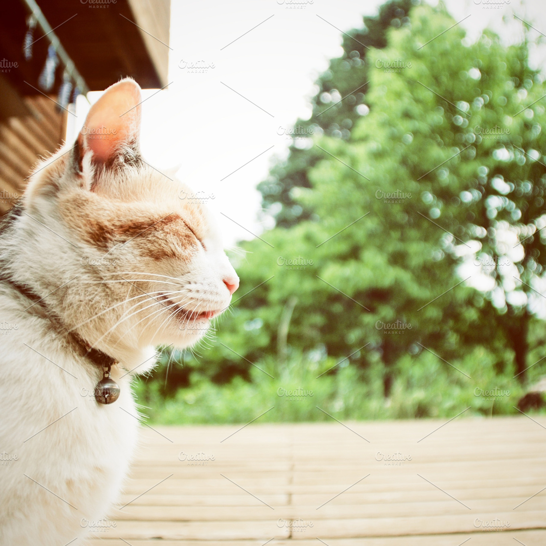 Cute Cat In Front Of The House
