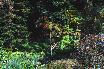 Tropical garden waterfall scene