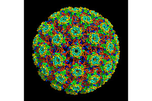 3D structure of Human papillomavirus, a Healthcare Illustration by Leonid Andronov