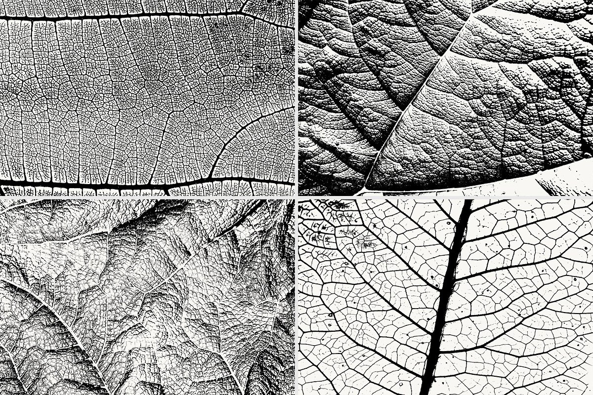 Leaf Veins Textures, a Texture Graphic by Creativetacos (Photo 3 of 4)