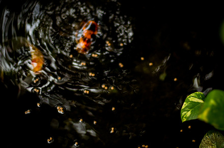 Two fish in the pond