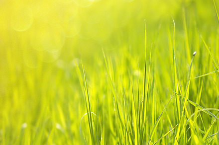 Sunny Spring Green Leaves Background preview 6