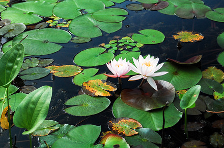 Lily pads stock photograph