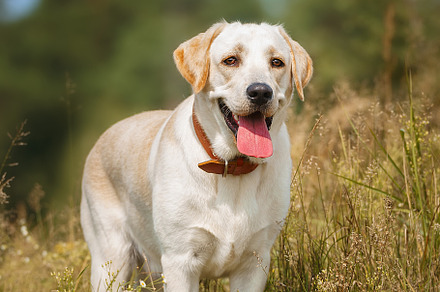 dog labrador retriever fawn color in, an Animal Photo by AlexBush