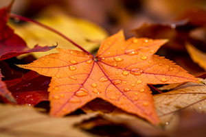 Autumn maple leaf with water droplet, a Nature Photo by professorinc