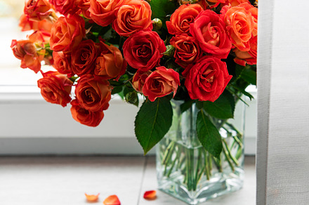 Red roses in a glass vase, a Holiday Photo by Olena Rudo