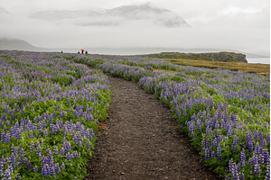 Path from the bird watching cliffs, a Nature Photo by Backyard Stock
