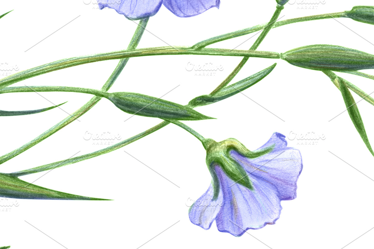 Flax Pencil Drawing Isolated, a Healthcare Illustration by Anna Repp Illustration (Photo 4 of 4)