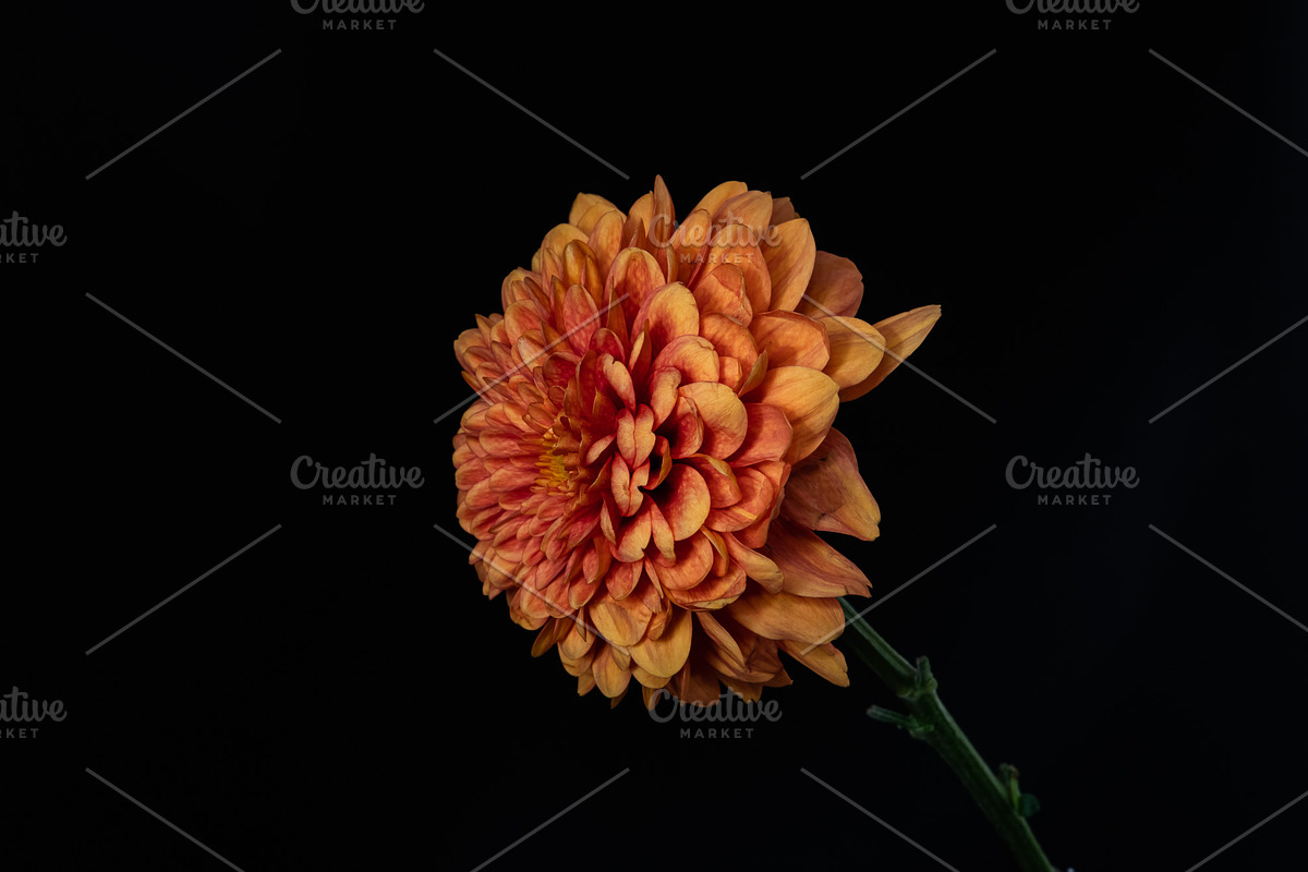 Moody Botanical Chrysanthemum Photos, a Nature Photo by Silent Nature (Photo 3 of 6)