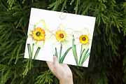 Watercolor Daffodils Clipart, an Illustration by Libby Wishes (Thumbnail 3 of 7)