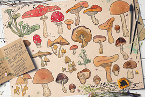 WATERCOLOR MUSHROOMS SET. Vol1.