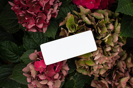 card with Hortense., an Arts & Entertainment Photo by Arymer